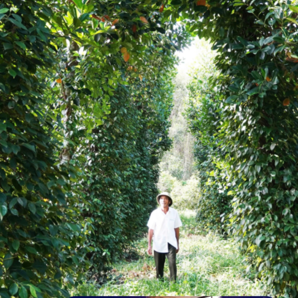 65 Tuổi Vẫn Khởi Nghiệp Nông Nghiệp, Một Nông Dân Quảng Trị 2 Lần Được Đề Cử Tỷ Phú Nông Dân